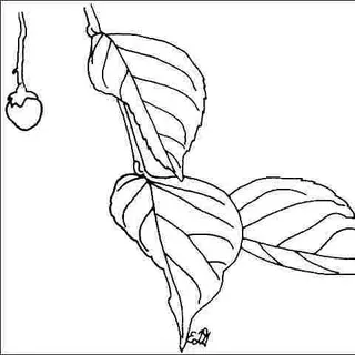 thumbnail for publication: Styrax japonicus 'Pink Chimes': 'Pink Chimes' Japanese Snowbell